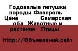 Годовалые петушки породы Фавероль › Цена ­ 1 500 - Самарская обл. Животные и растения » Птицы   